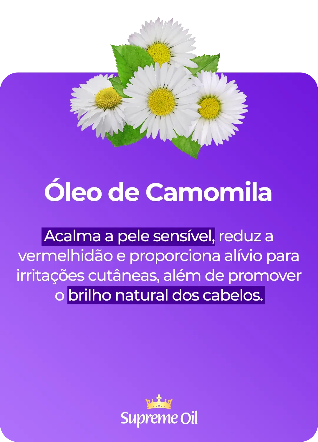 Camomila5.webp